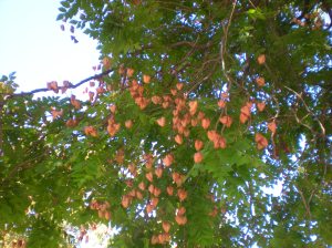 Lilitha - tree of hearts